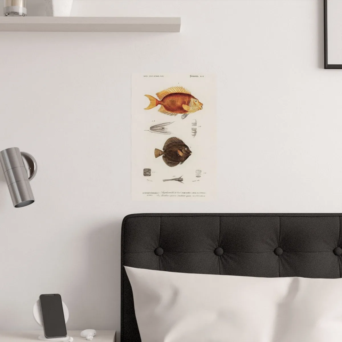 Dictionnaire Universel D'histoire Naturelle Poissons Poster