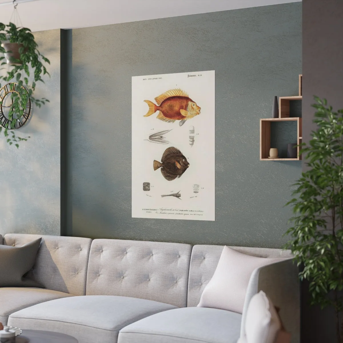 Dictionnaire Universel D'histoire Naturelle Poissons Poster
