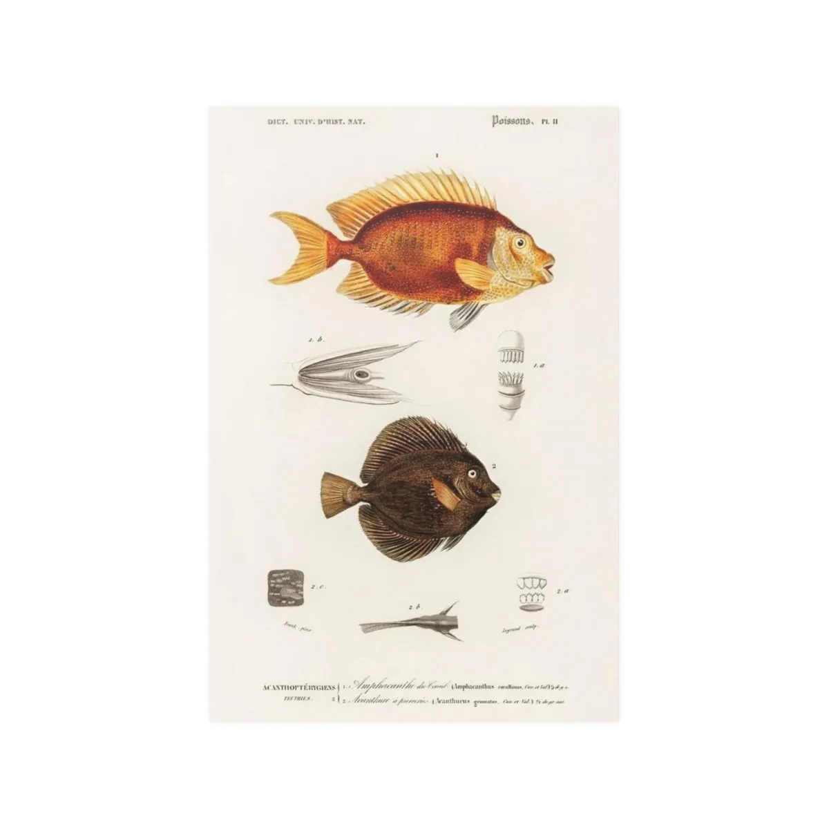 Dictionnaire Universel D'histoire Naturelle Poissons Poster