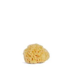 Silk Sea Sponge